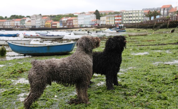 Perro de Agua en el río