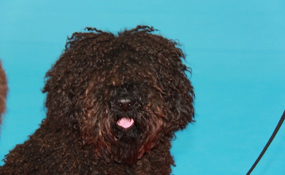 Perro de agua en peluquería