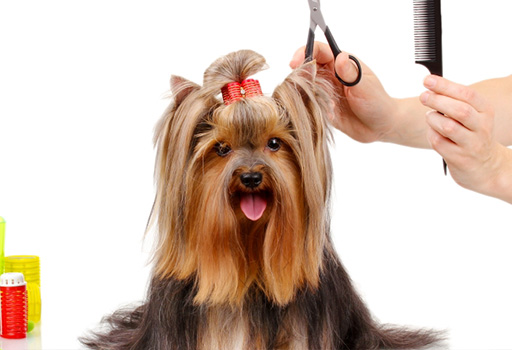Cómo influye el peluquero en el comportamiento del perro