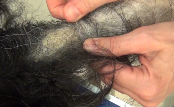 Nudo en pelo de perro