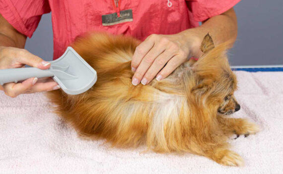 Consejos para el baño con una perra muy mayor