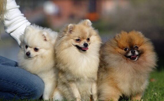 Pomerania. Colores del manto