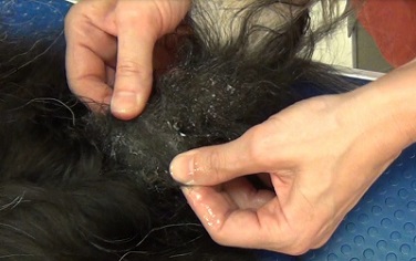 Noticias de última hora expandir Ofensa Solución para los nudos del pelo del perro - Peluquería canina