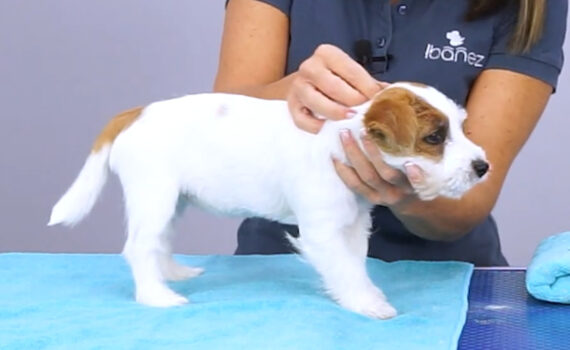 Consejos para el aseo del cachorro