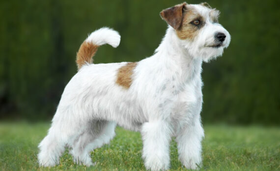 Jack Russell