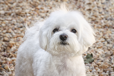 Bichón Maltés