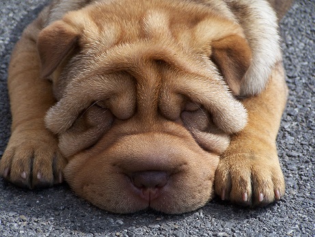 Ejemplar de Shar Pei