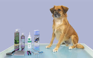 La peluquería en un perro de doble capa