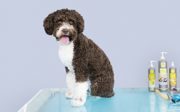 Cómo cortar el pelo en un PDAE con nudos sin rapar