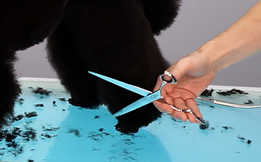 TÉCNICAS DE USO DE LAS TIJERAS EN LA PELUQUERÍA CANINA