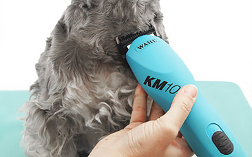 Cabezales de peluquería canina. Altura de corte