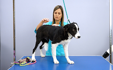 Perro en mesa de peluquería canina sujetado con un lazo para mayor seguridad.