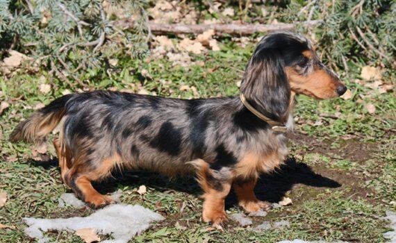 Teckel de pelo largo en montaña