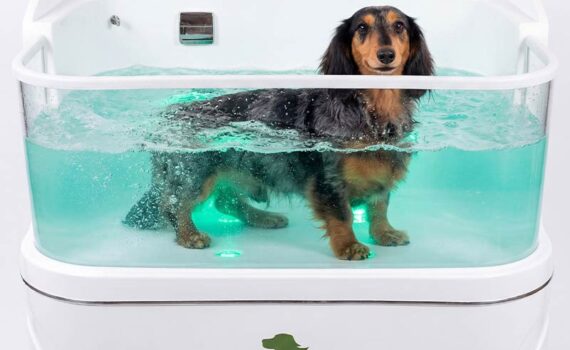 Bañera spa y ozono para perros y gatos